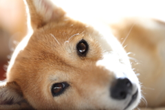 見つめる柴