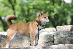 石段で