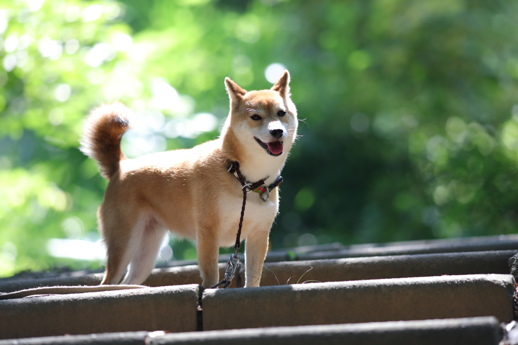 新緑の階段で