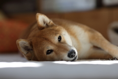 まどろみの時間