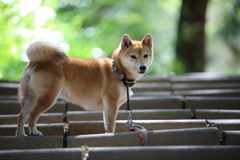 新緑の階段