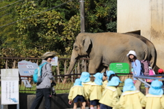 ゾウのいる風景