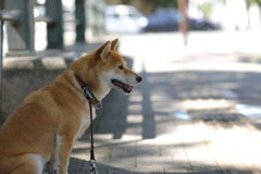日陰で信号待ち