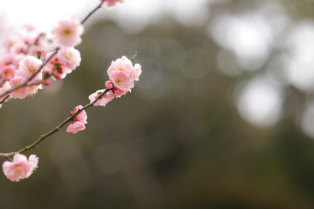 梅が咲きました