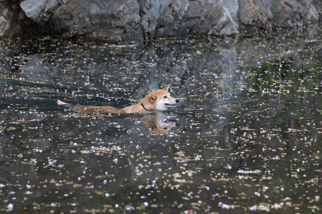 泳ぐ柴犬