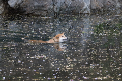 泳ぐ柴犬