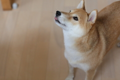 おやつちょうだい！-1-