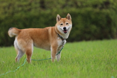 草原で
