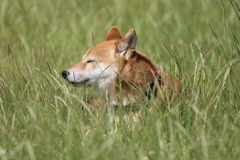 草原の中で眠くなる