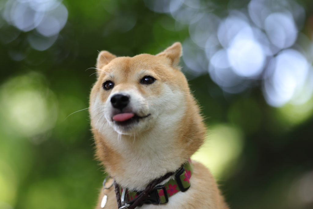 ホワイトバランス4