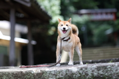 お寺へ続く階段3