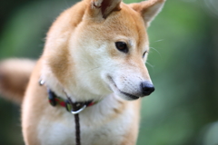 緑の背景