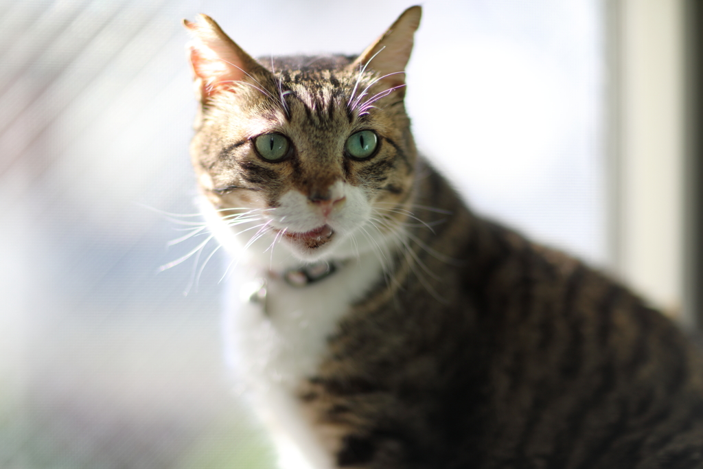 元ボス猫
