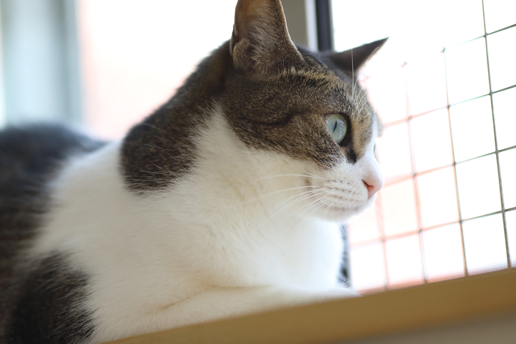 外を眺める
