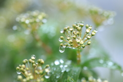 蕾と雫