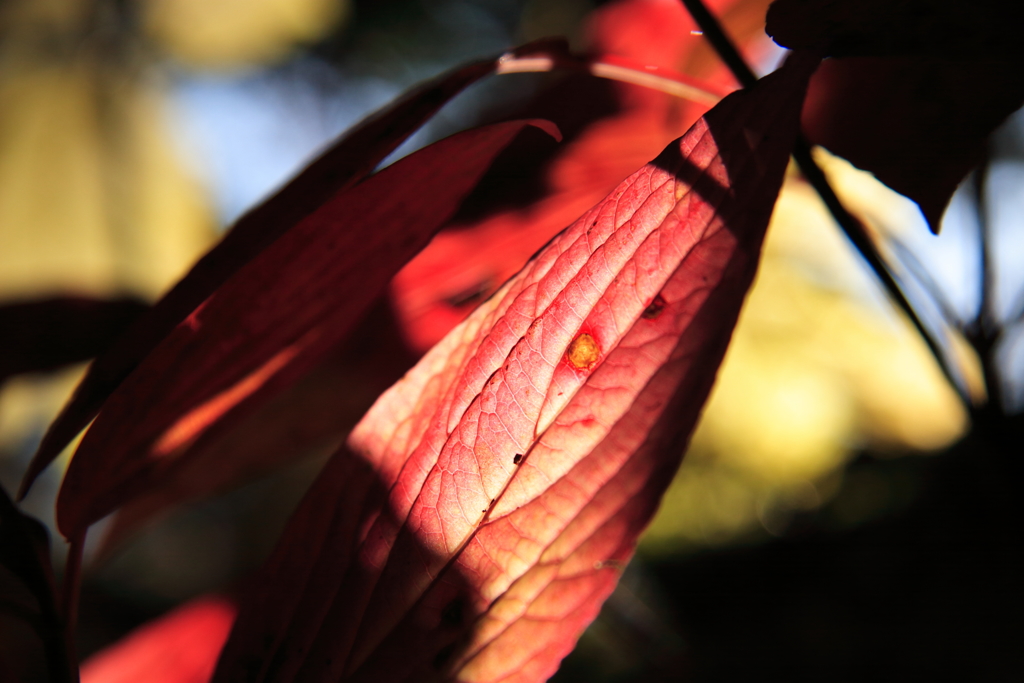 尾瀬～紅葉～