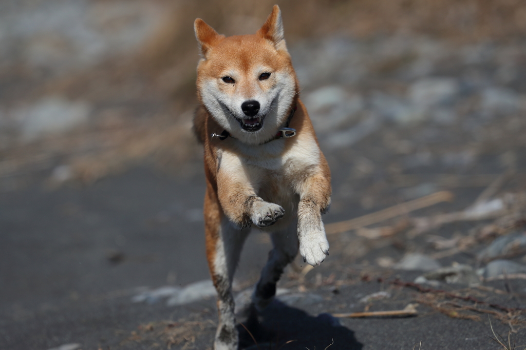 砂まみれで駆ける