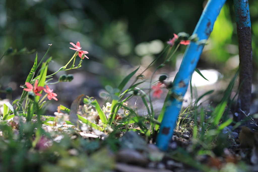 公園の花