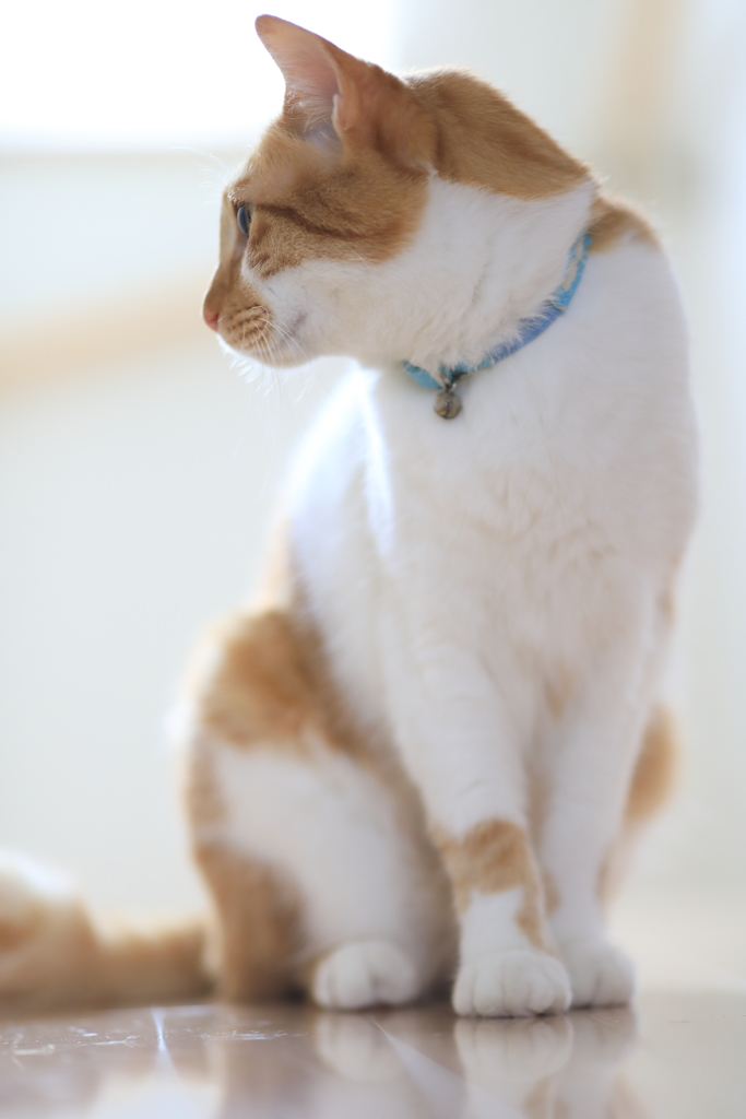 お座り猫