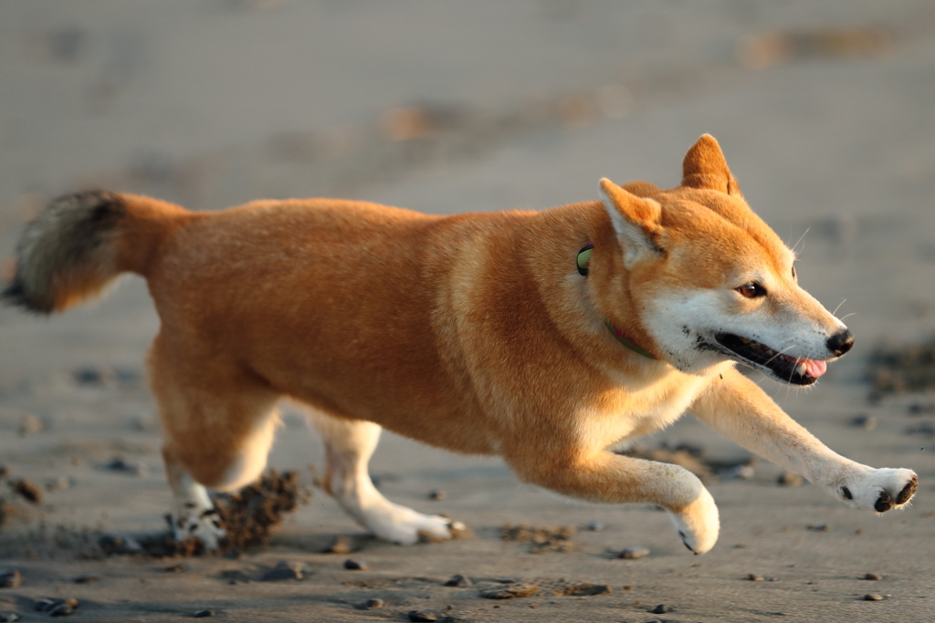 夕陽を浴びて2
