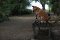 ベンチと柴犬