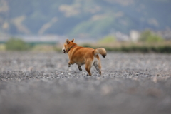 ダッシュ！4