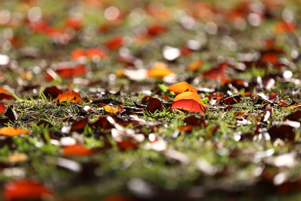 光る黄紅葉