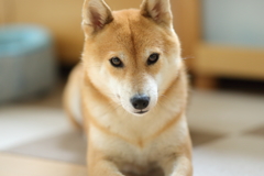 見つめる瞳