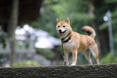 お寺へ続く階段1