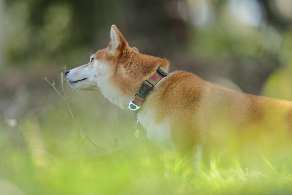 春の香りをたしかめて
