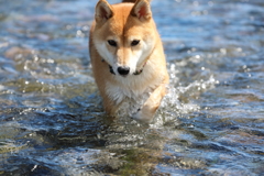 川を散策3