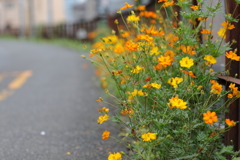 線路沿いの花