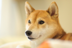 これはどうかな…