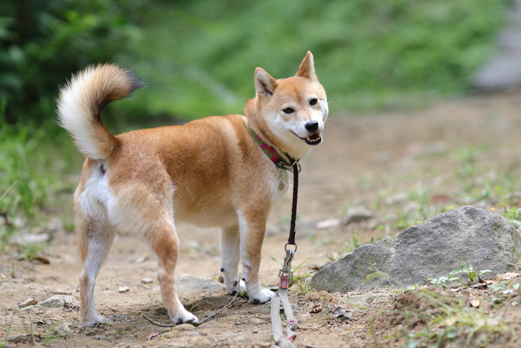 早く行くよ！
