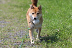 ボール見つけたよ！2