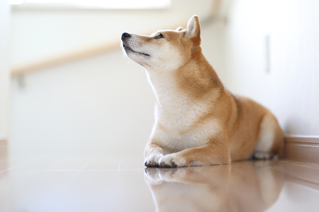 見上げる柴犬