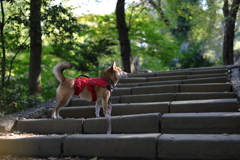 久しぶりの階段