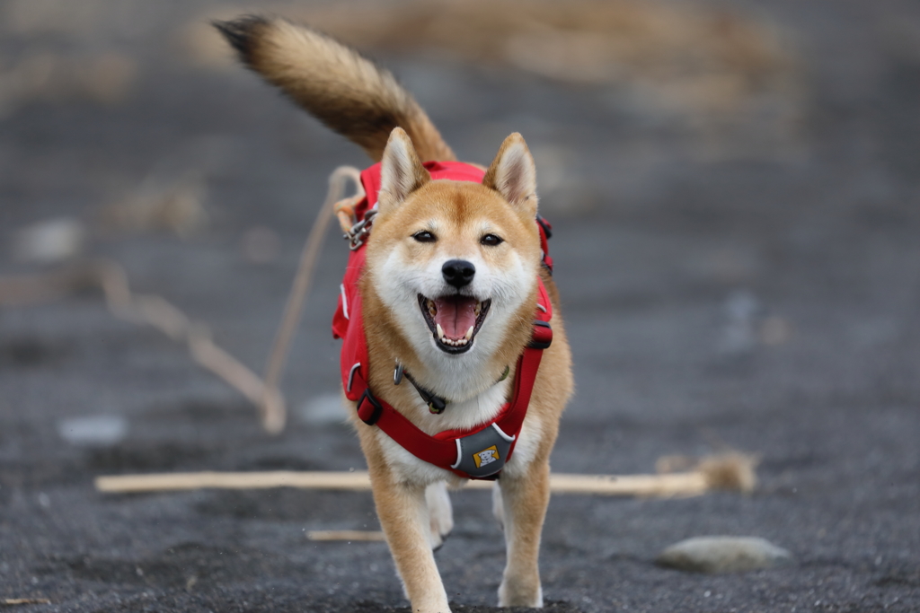楽しいね～！
