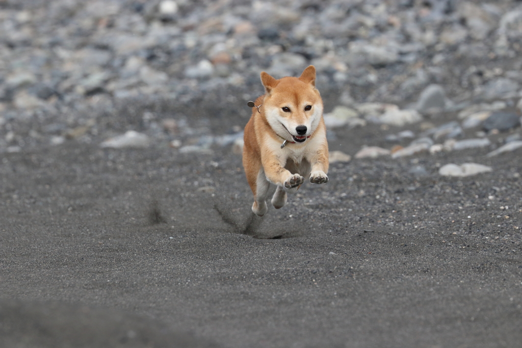 シュワッチ！