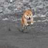 シュワッチ！