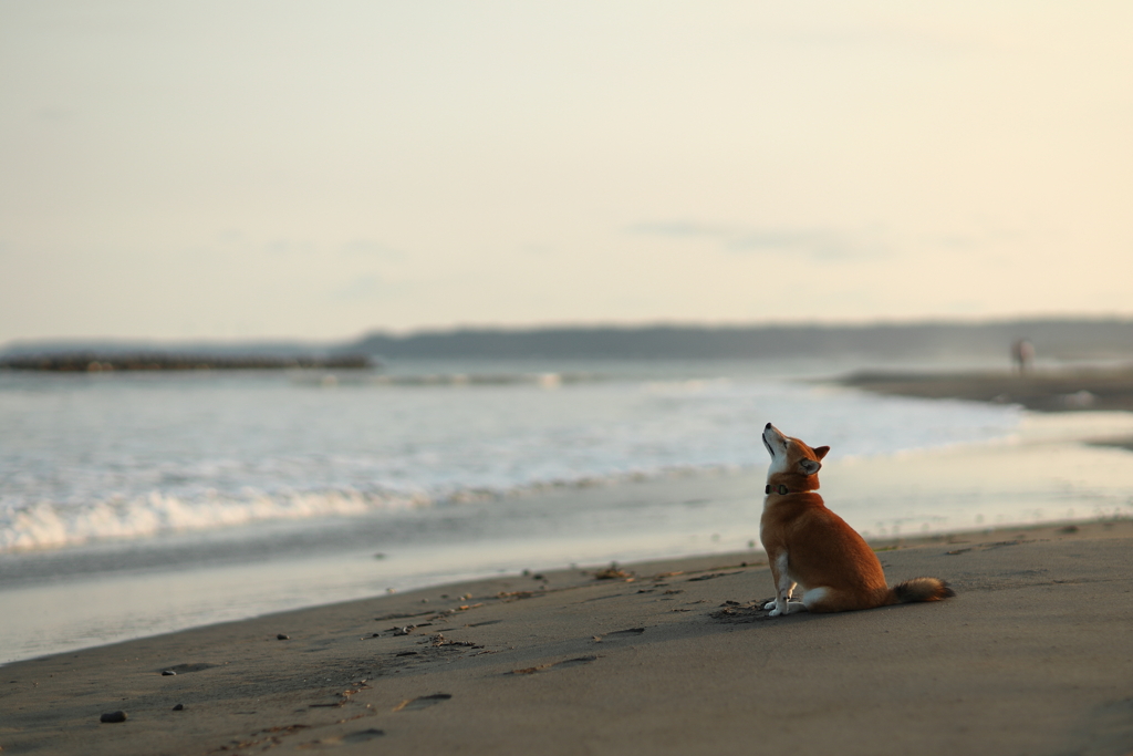 夏の夕暮れを感じて