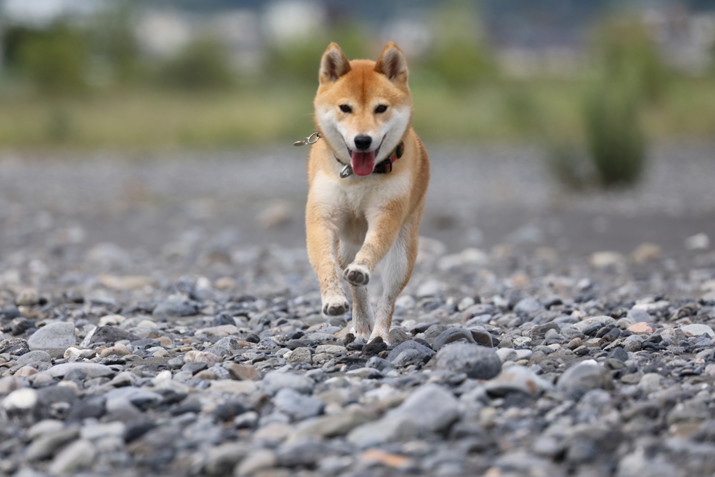 連射6