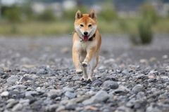 連射6