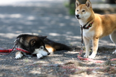 眠いみたい