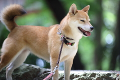 デヘヘヘ