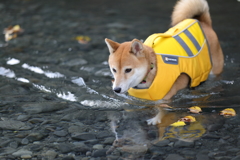 水辺で