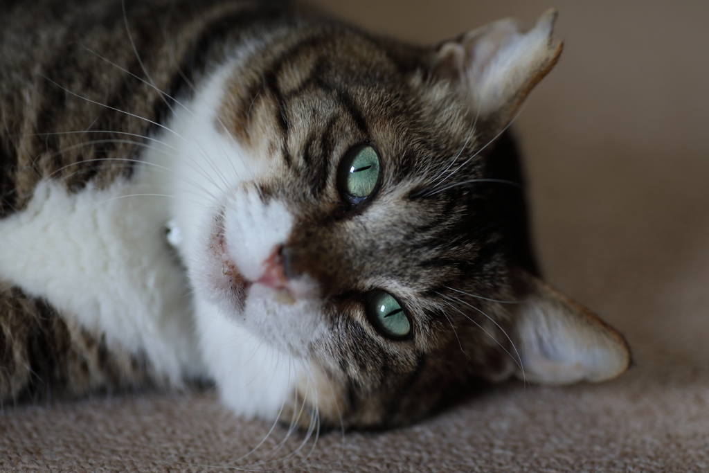 元ボス猫