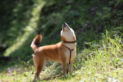 遠吠え