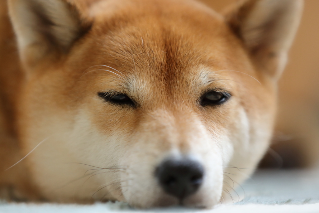 おやすみなさい