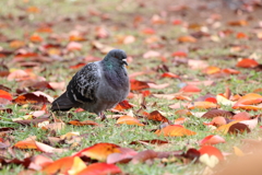 鳩と落ち葉